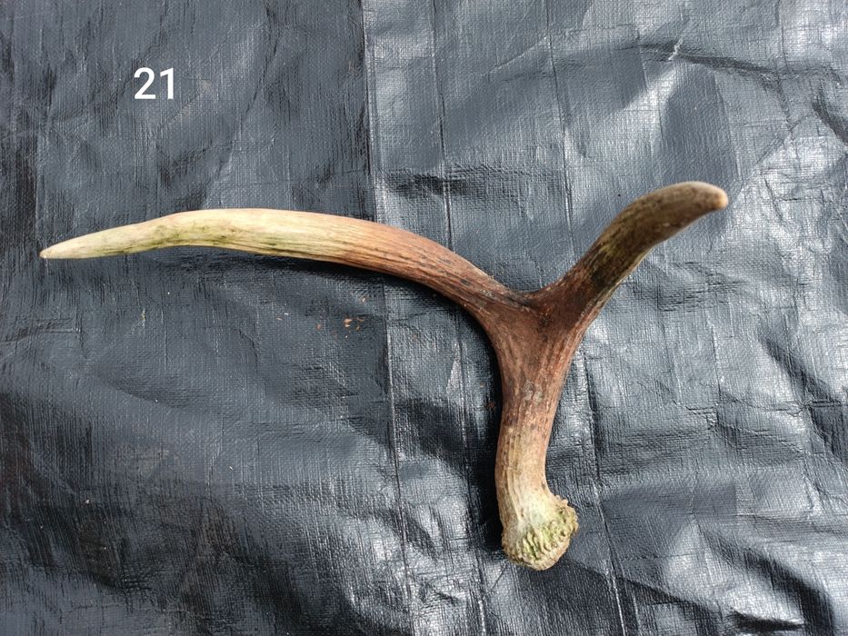 Sprzedam poroże łosia, jelenia, parostki koziołka