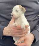Whippet ZKwP dziewczynka w wyjatkowym kolorze Revirado FCI