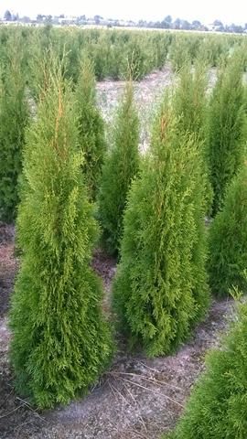 Thuja Tuja SMARAGD 100-120cm.+ 15zł/szt RABATY !!!