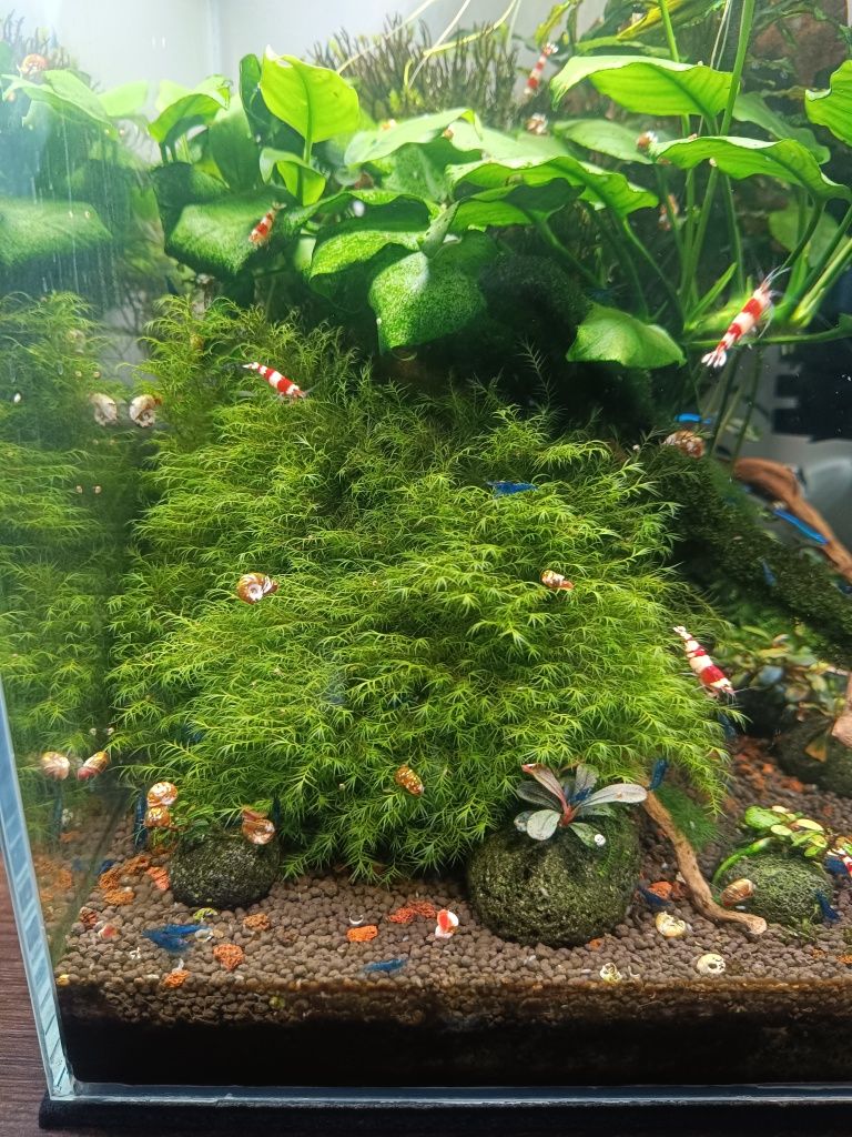 Mech do akwarium Fissidens Fontanus