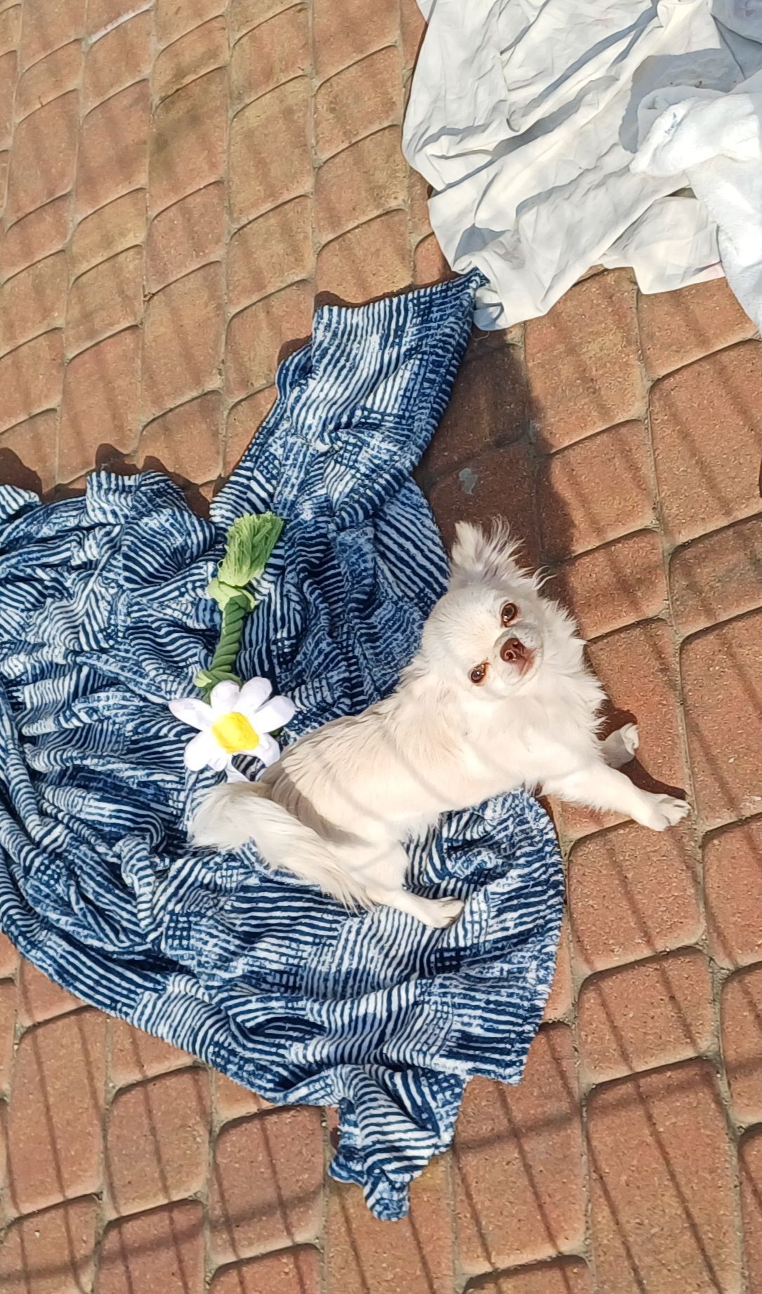 Chłopiec chihuahua FCI