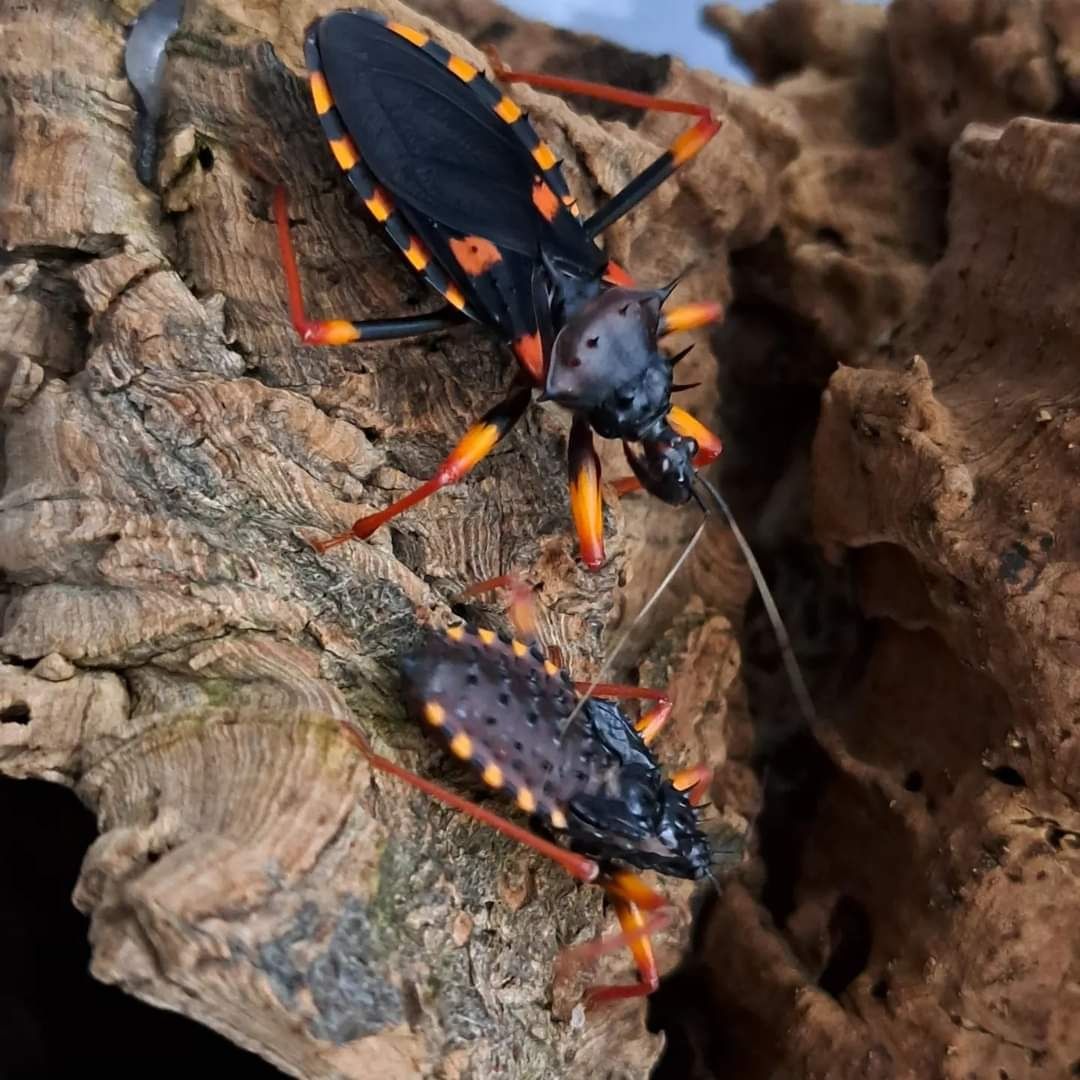 Psytalla Horrida Pluskwiak Olbrzymi Kolczasty