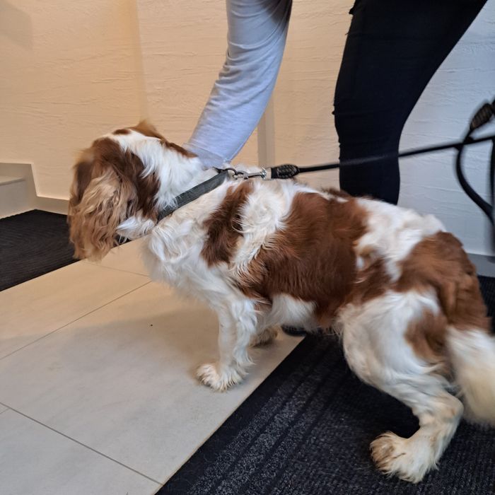 Cavalier King Charles Spaniel Pies