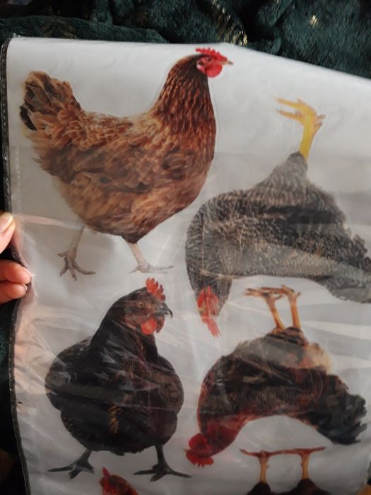 Kury Naklejki Nalepki