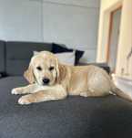 Piesek Golden Retriever