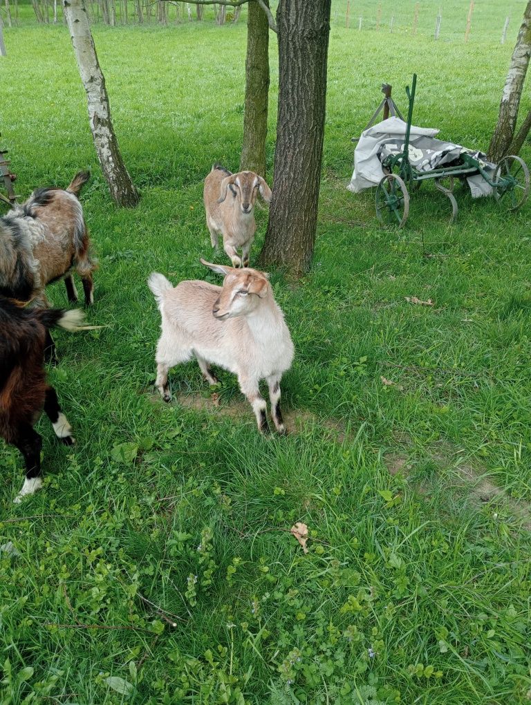 Sprzedam kózki młode