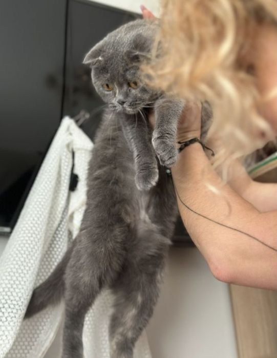 Вислоуха ніжна ручна кішка шукає родину