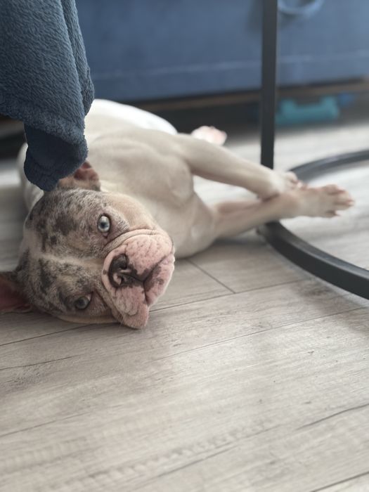 Buldog Francuski suczka