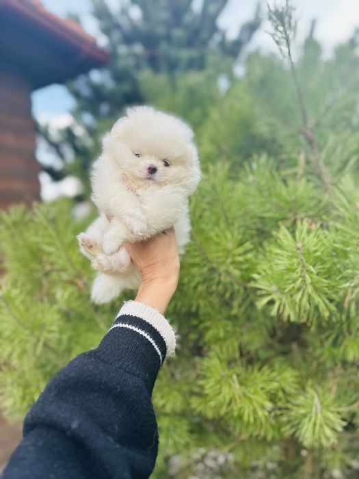 Білосніжний хлопчик шпіц