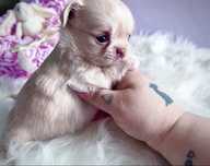 *** Długowłosa piękna dziewczynka chihuahua***