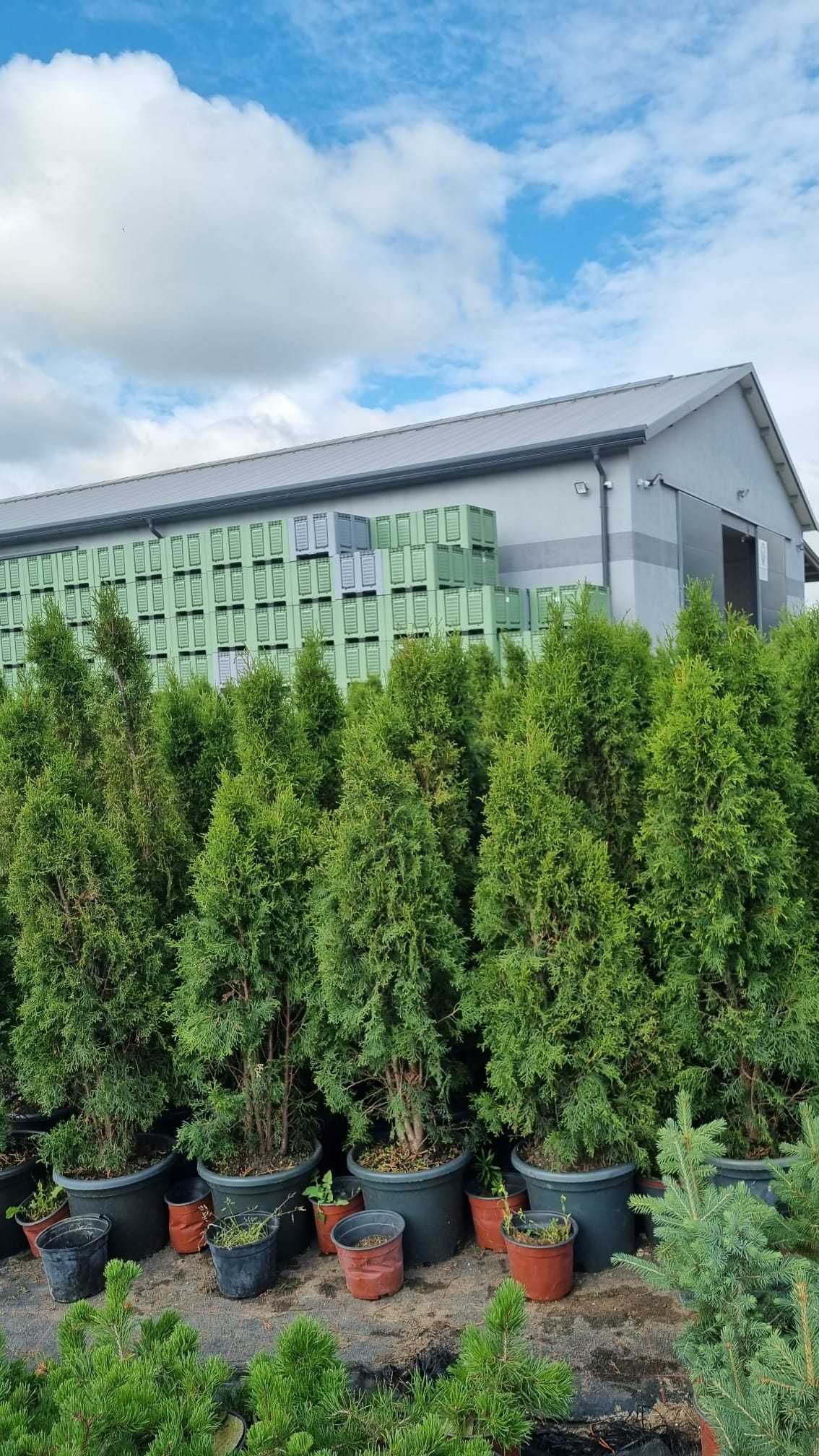 Tuja Thuja  Szmaragd tuje  kopana gruba 110cm 120cm 130 cm  Kalisz