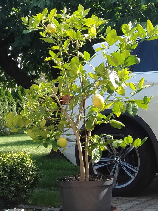 Cytryna owocująca w donicy z owocami.