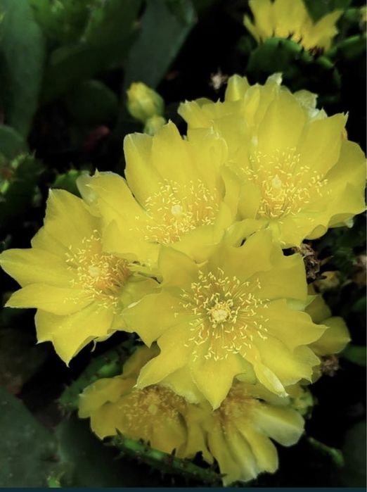 Кактус уличный опунция и саженцы клубники