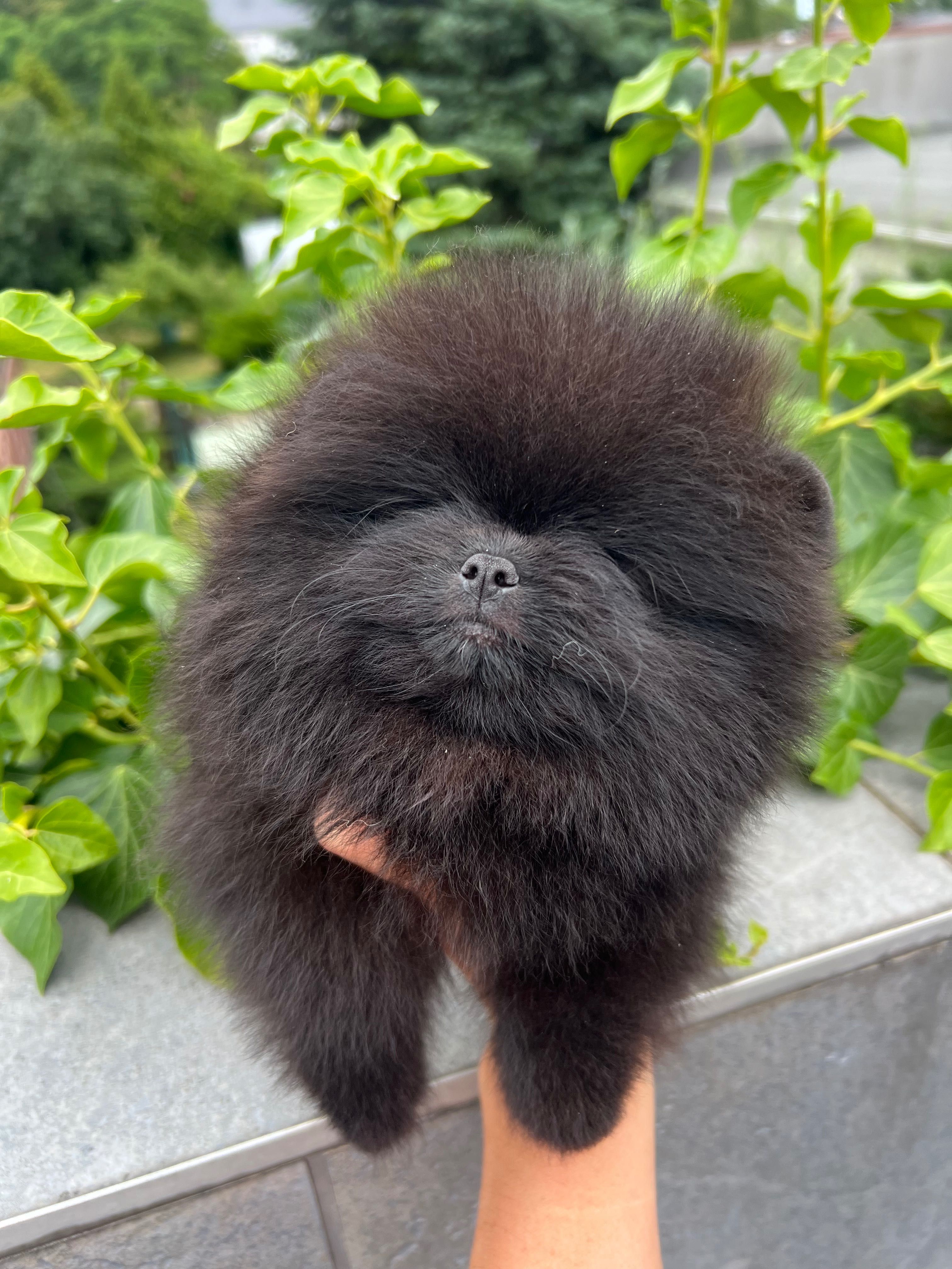 Szpic miniaturowy FCI zkwp Pomeranian samiec