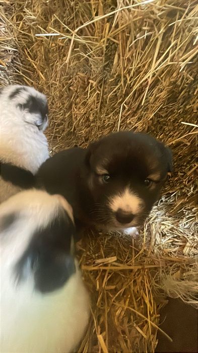 Цуценята в добрі руки.