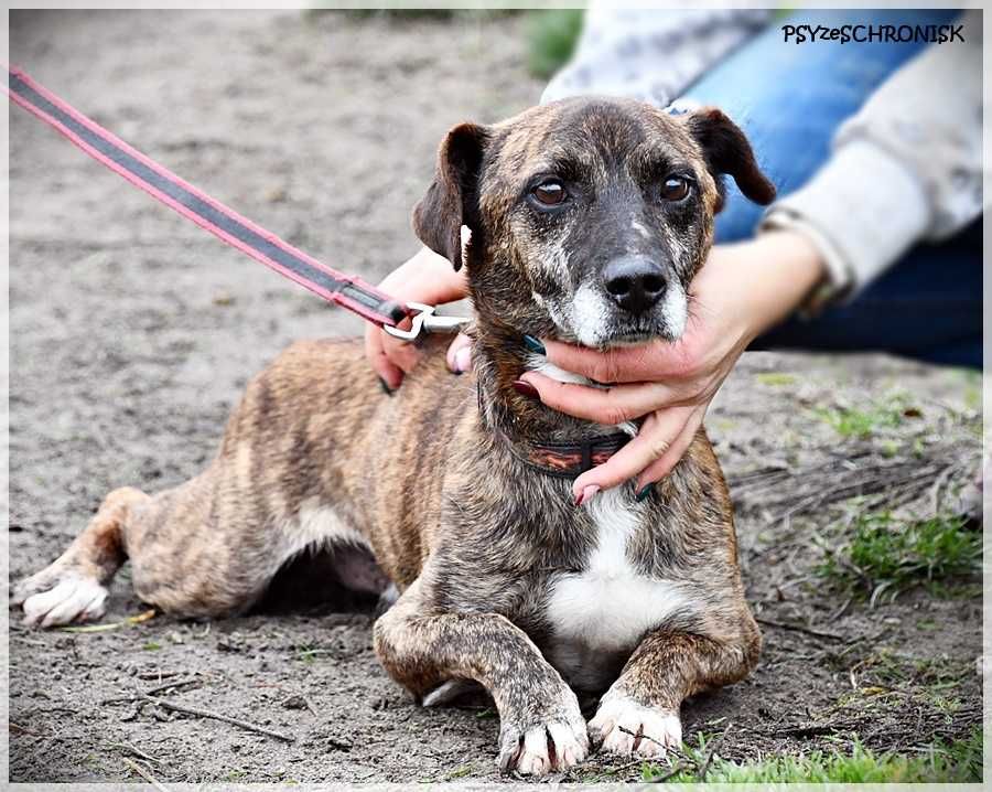 Lobster- Tygrysek w prążki- pies do adopcji