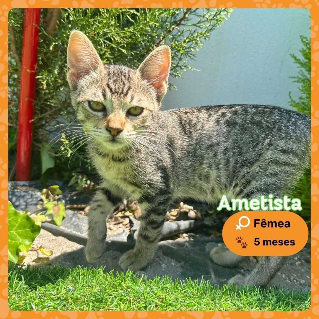 Gatinhas para adoção