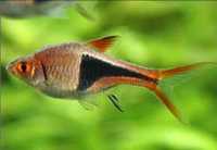 Rasbora arlequim super