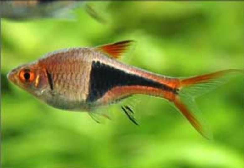 Rasbora arlequim
