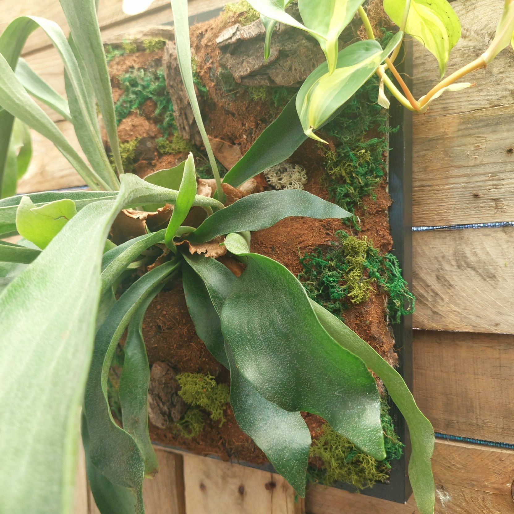 Quadro vivo com plantas naturais