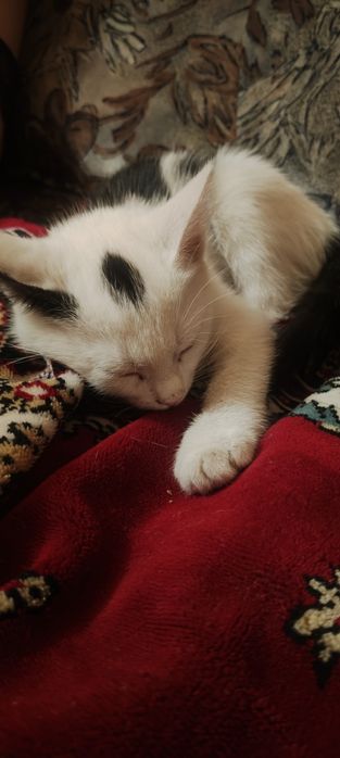 Котенок в хорошие руки