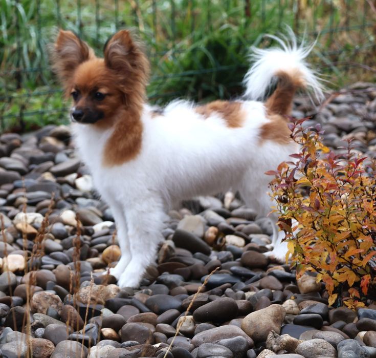 Папійн дівченка папільйон