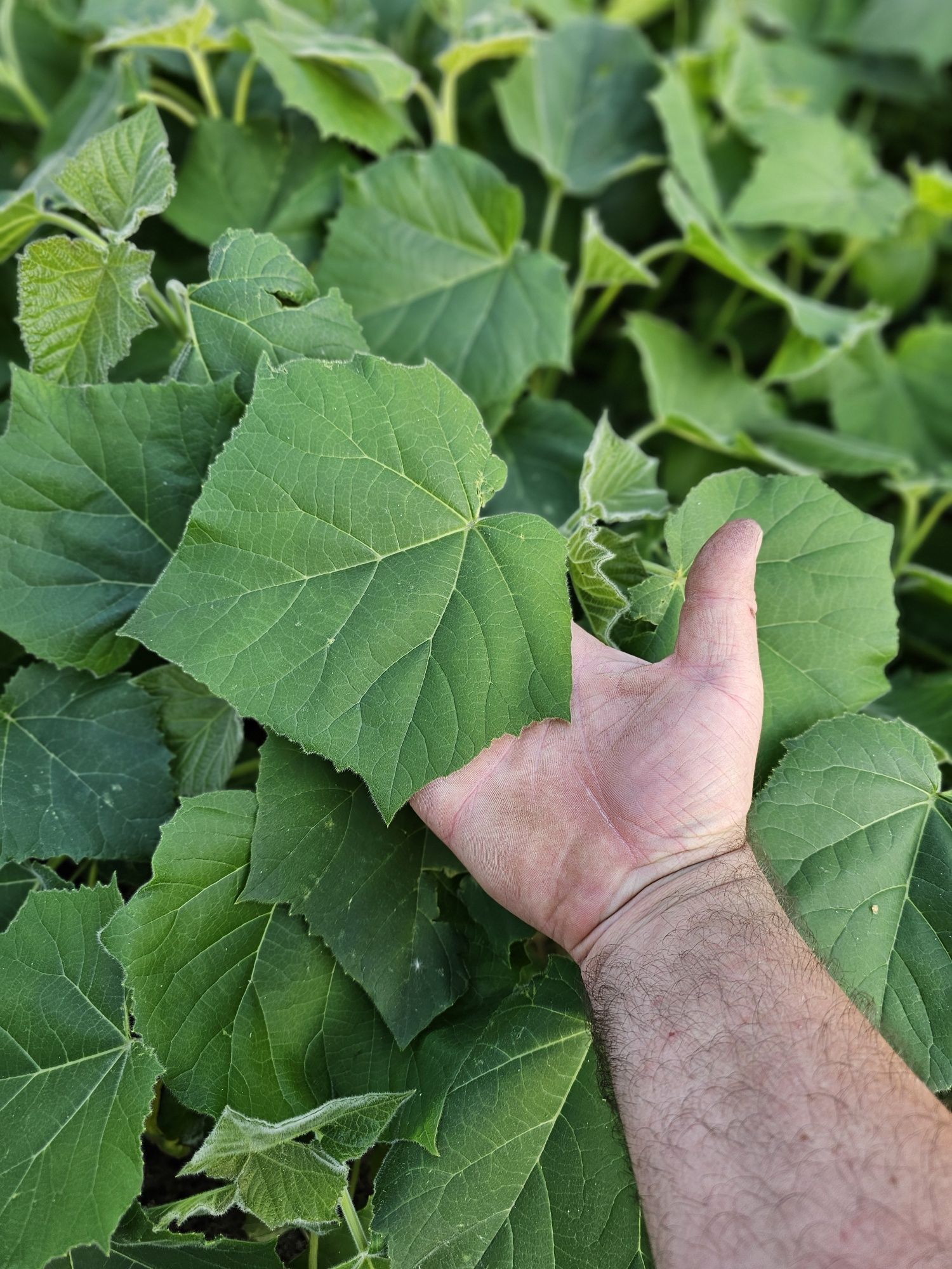 Gotowe do sadzenia drzewo tlenowe, oxytree, paulownia, duże sadzonki,