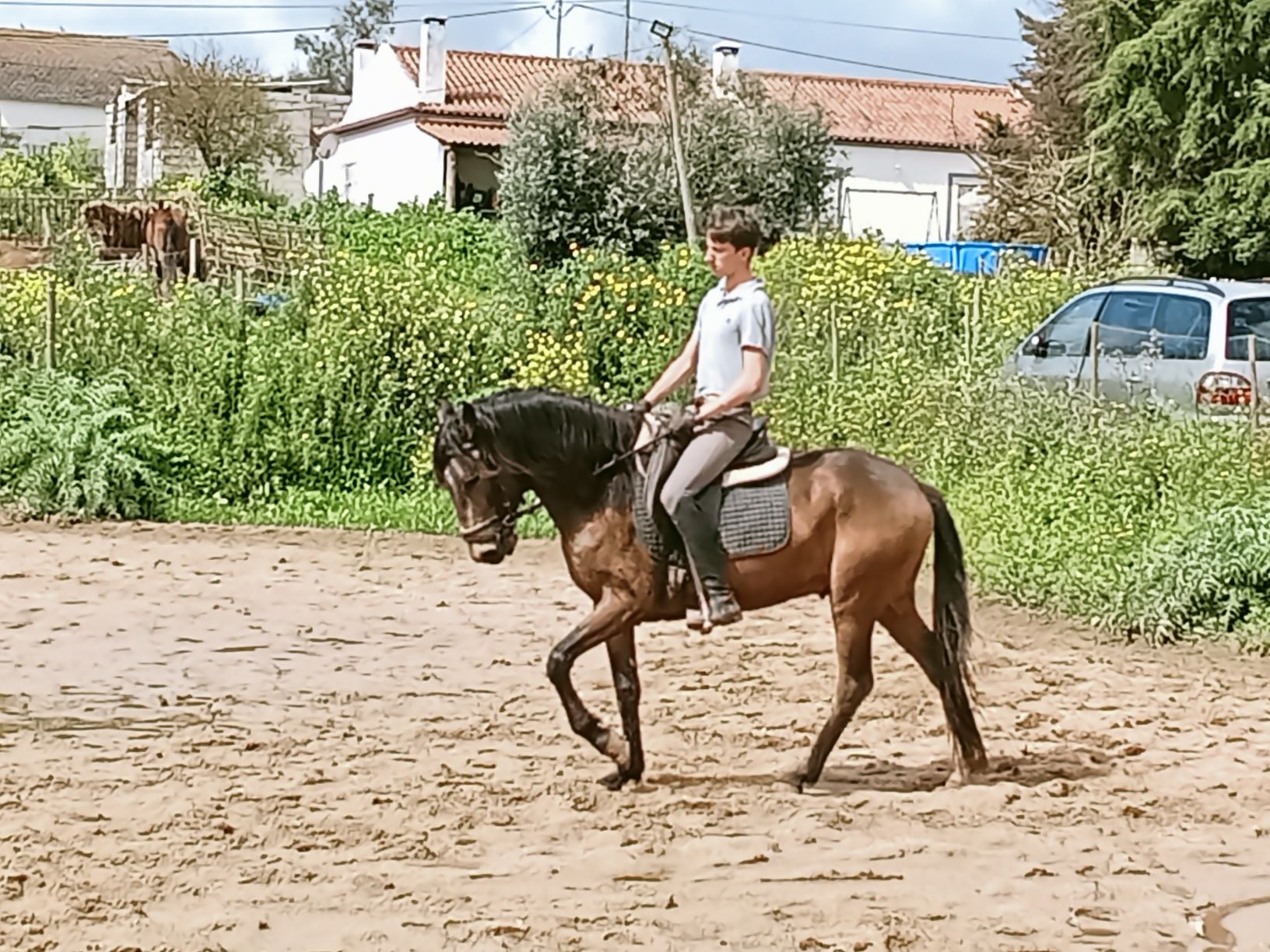 Poldro Lusitano baio de 4 anos com raio-x feitos
