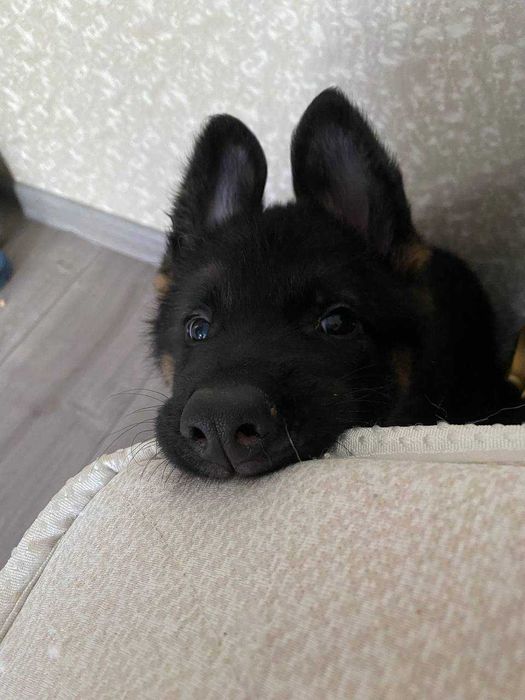 Отдам щенка немецкой овчарки в добрые руки