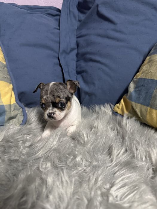 Menino “Chihuahua  lindissimo “ merle”