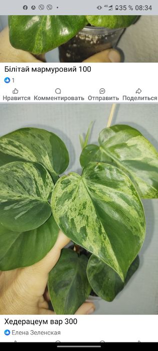 Філодендрон радіатум ред андерсон гігантеум сіам санрайз