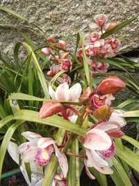 Orquídeas com 2 canas 25€