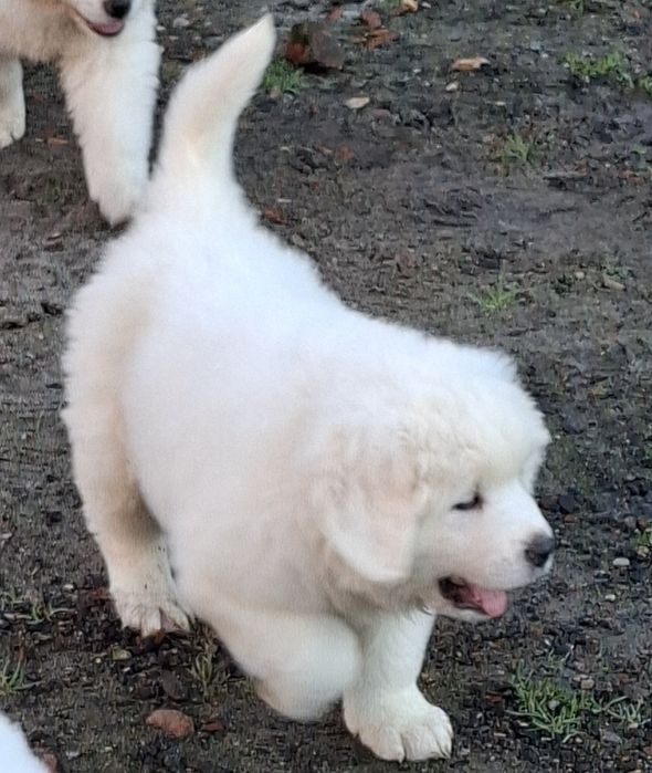 Szczeniak Owczarka Podhalańskiego