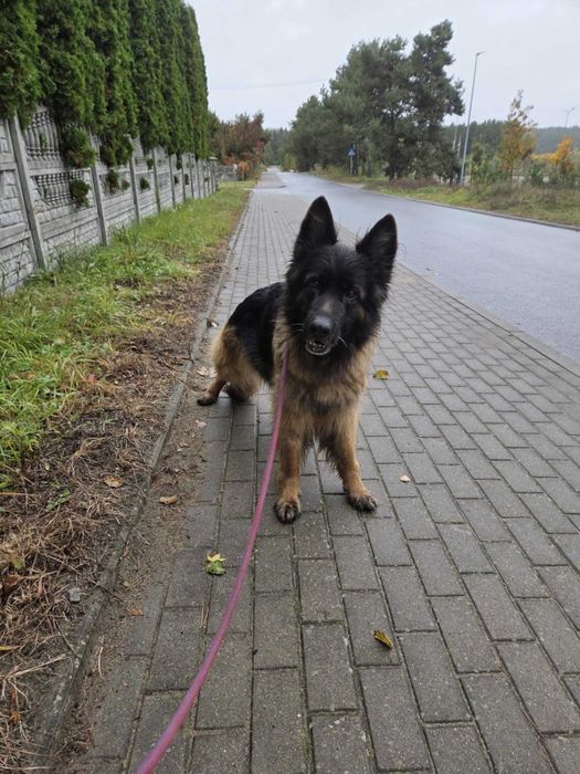HERA - Schronisko dla Zwierząt w Ostródzie