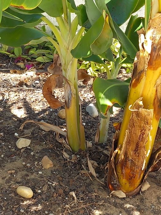 Bananeiras pequenas