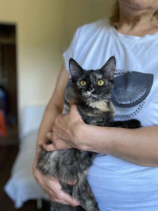 Котята отдам котенок девочка