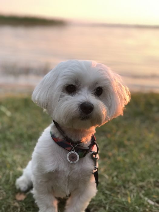 В’язка  МАЛЬТІЙСЬКА болонка