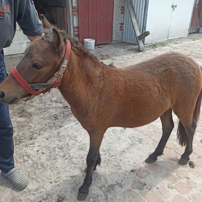Kuc  5 miesięcy bardzo ładna Klaczka Paszport