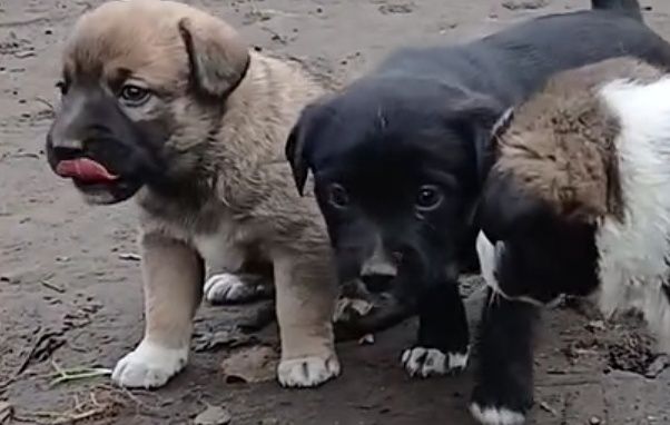 Собака дворняга. Віддам в гарні руки