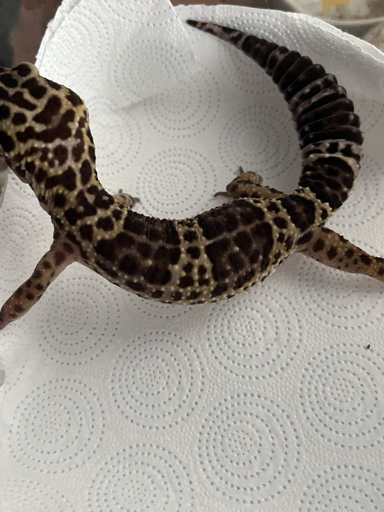 Gekon lamparci wraz z terarium i wyposażeniem