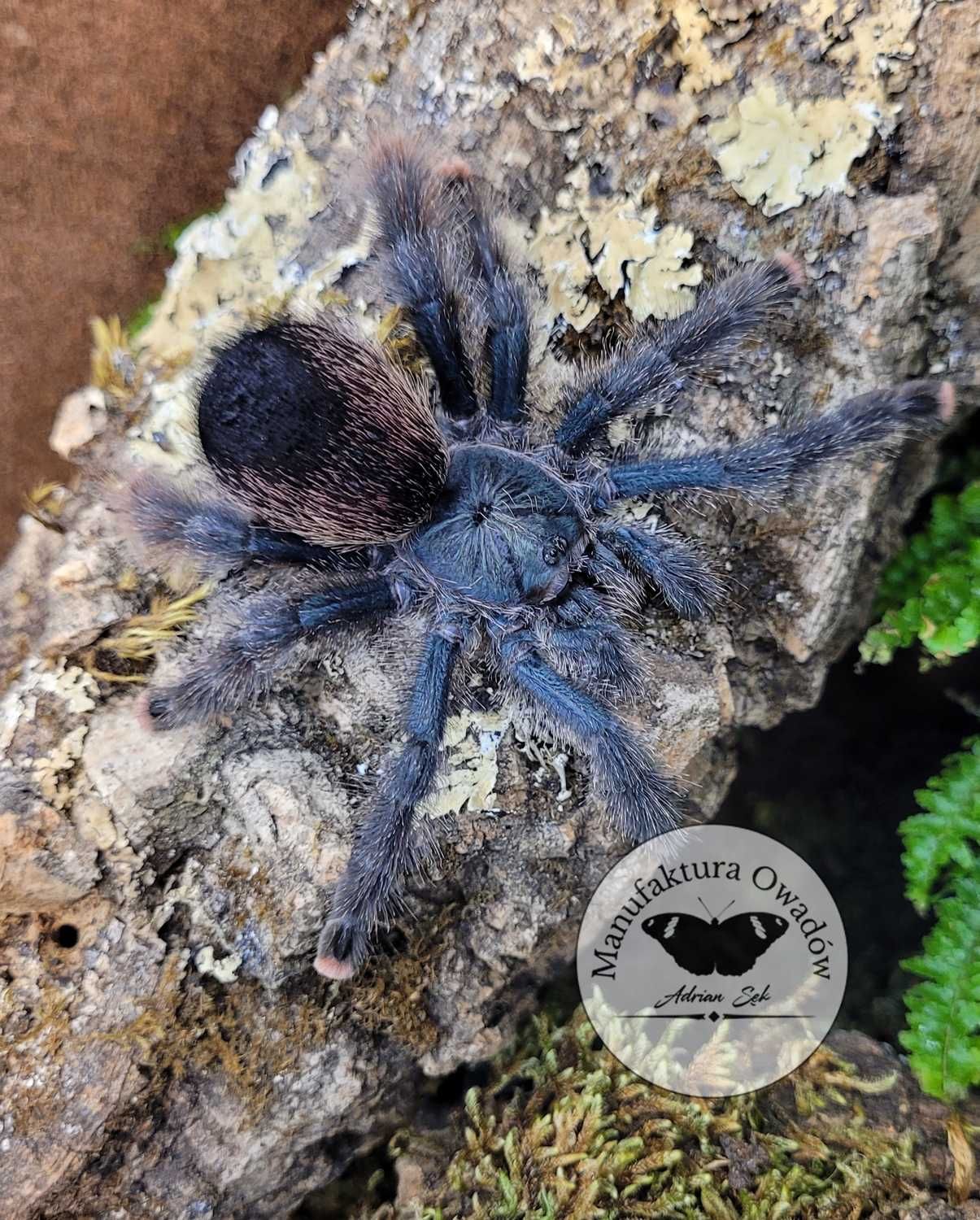Ptasznik Avicularia avicularia L2/3