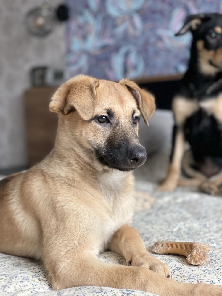 Безкоштовно цуценя
