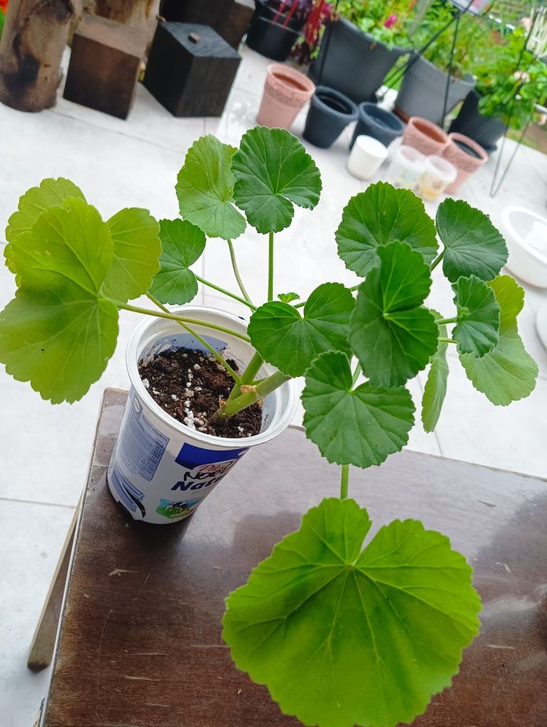Pelargonia Norland Red