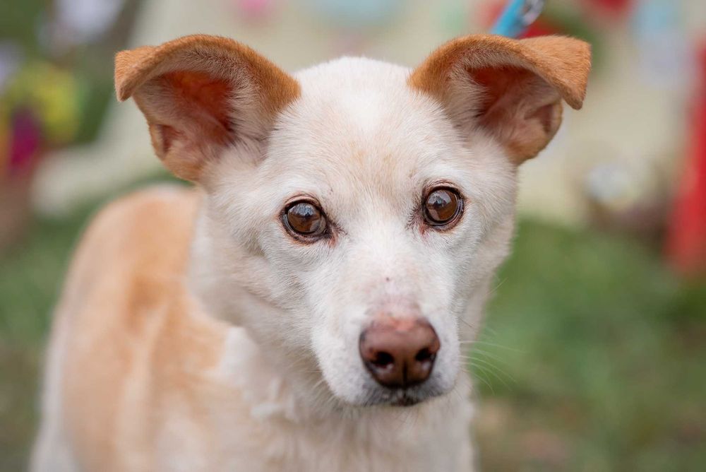 delikatny, spokojny, kremowy MIKI: tak mi brakuje domu ;(