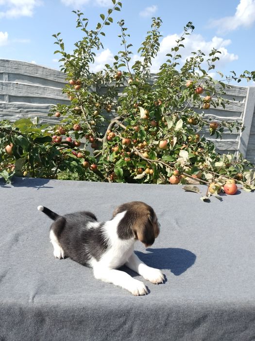 Sprzedam suczkę Beagle