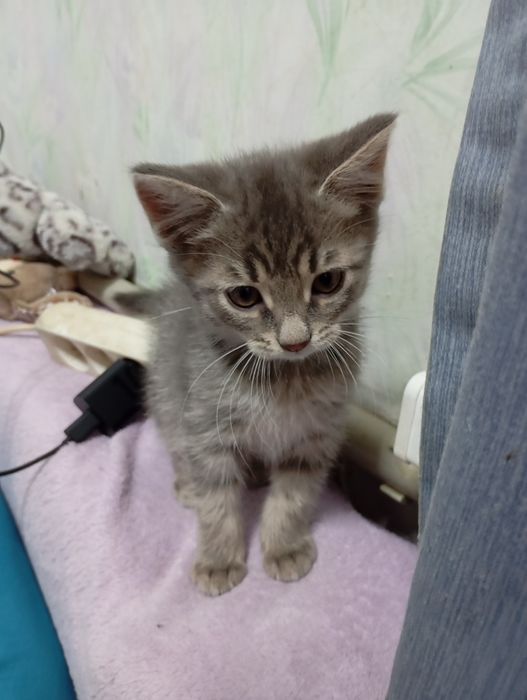 Віддаєм у добрі руки кошенятко на Миколайчика