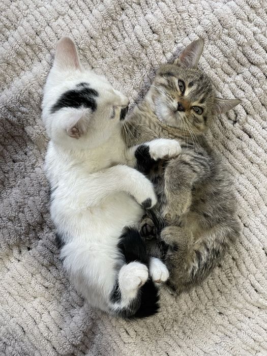 Віддам в добрі руки  маленьких котиків