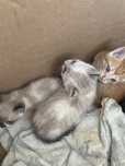 Gatos para doação