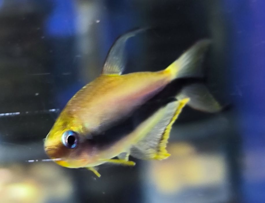 Tetra Cesarska rybka