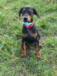 Odchowana suka dobermanka
